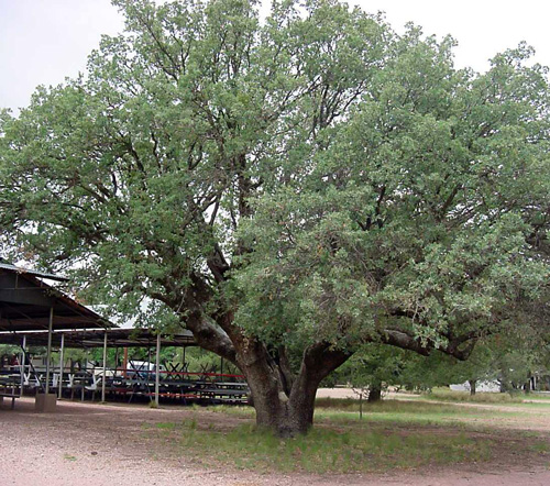 Bloys Symbolic Oak-recent